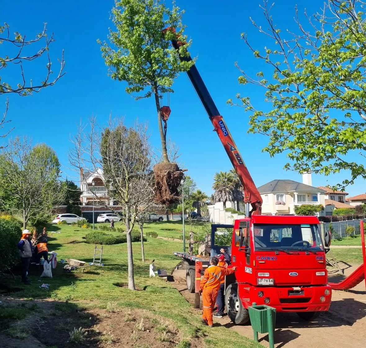 Poda y Arbolización