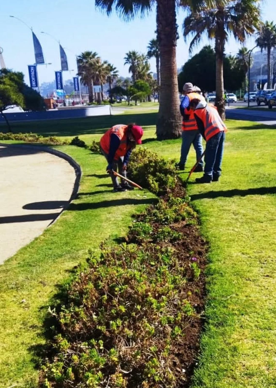 Mantenimiento de Áreas Verdes